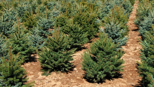 Images Hellströms Skog AB