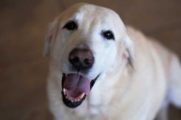 Images VCA Becker Animal Hospital and Pet Resort