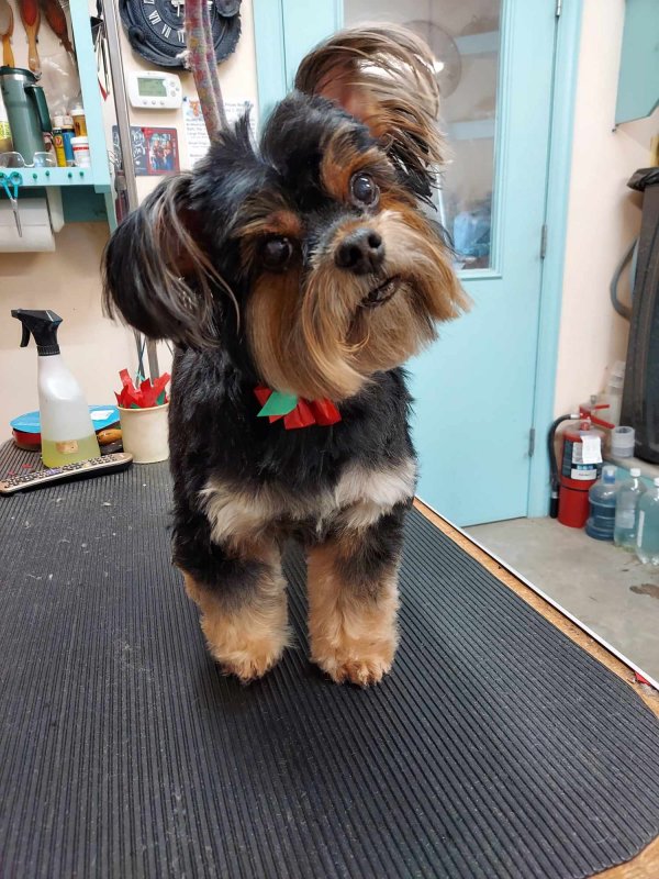 Images Dogs Only Grooming Service
