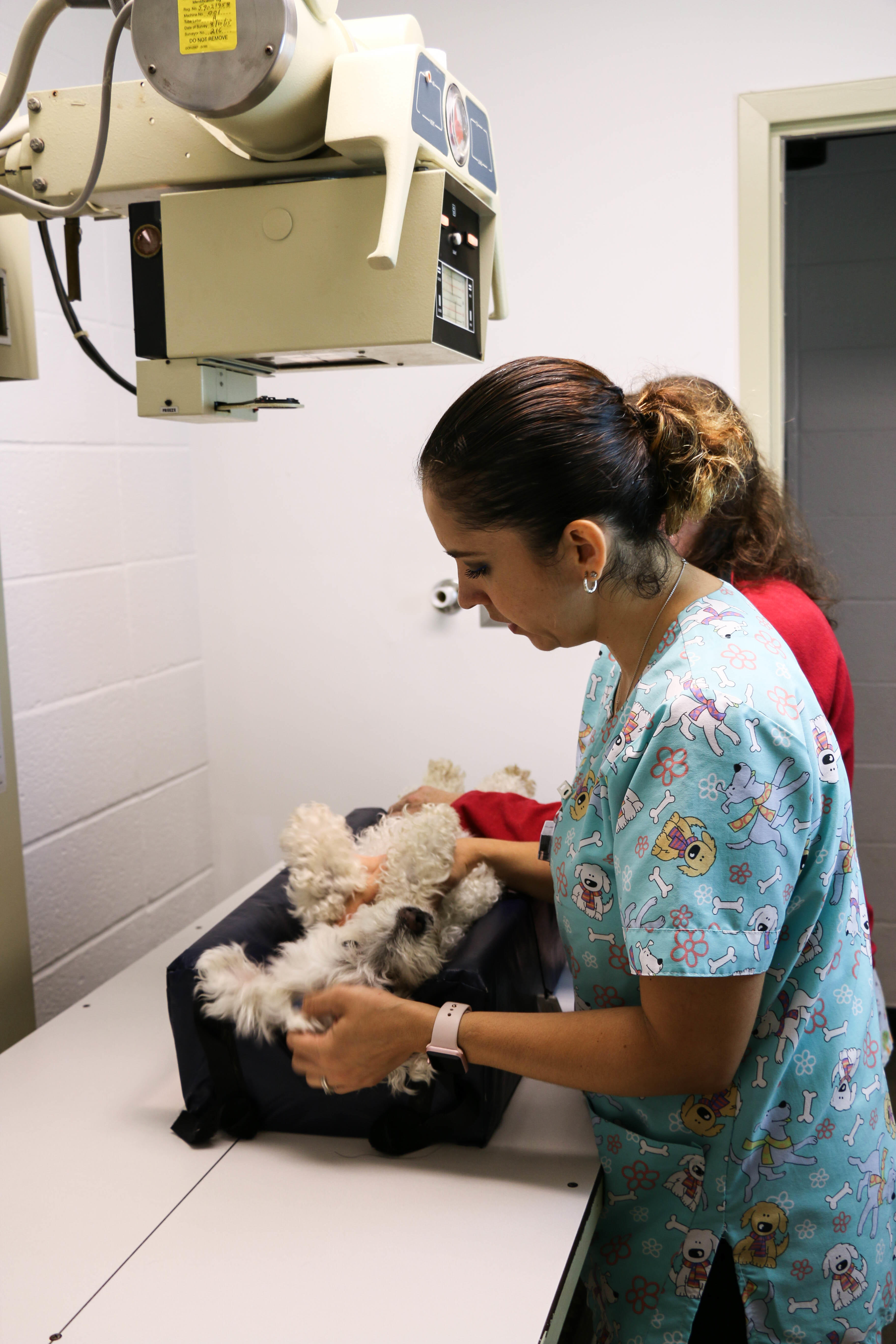 This patient is on his best behavior for an x-ray. Pound Ridge Veterinary Center is equipped with digital radiography, allowing our veterinarians to extract clear and precise images from each x-ray.