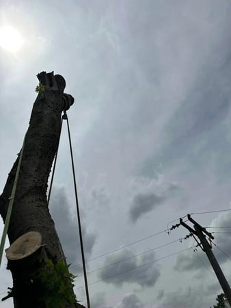 Images ICT Tree Service