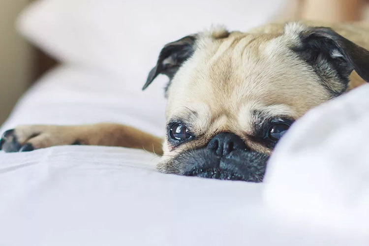 Images Thorsheim Hundehotell