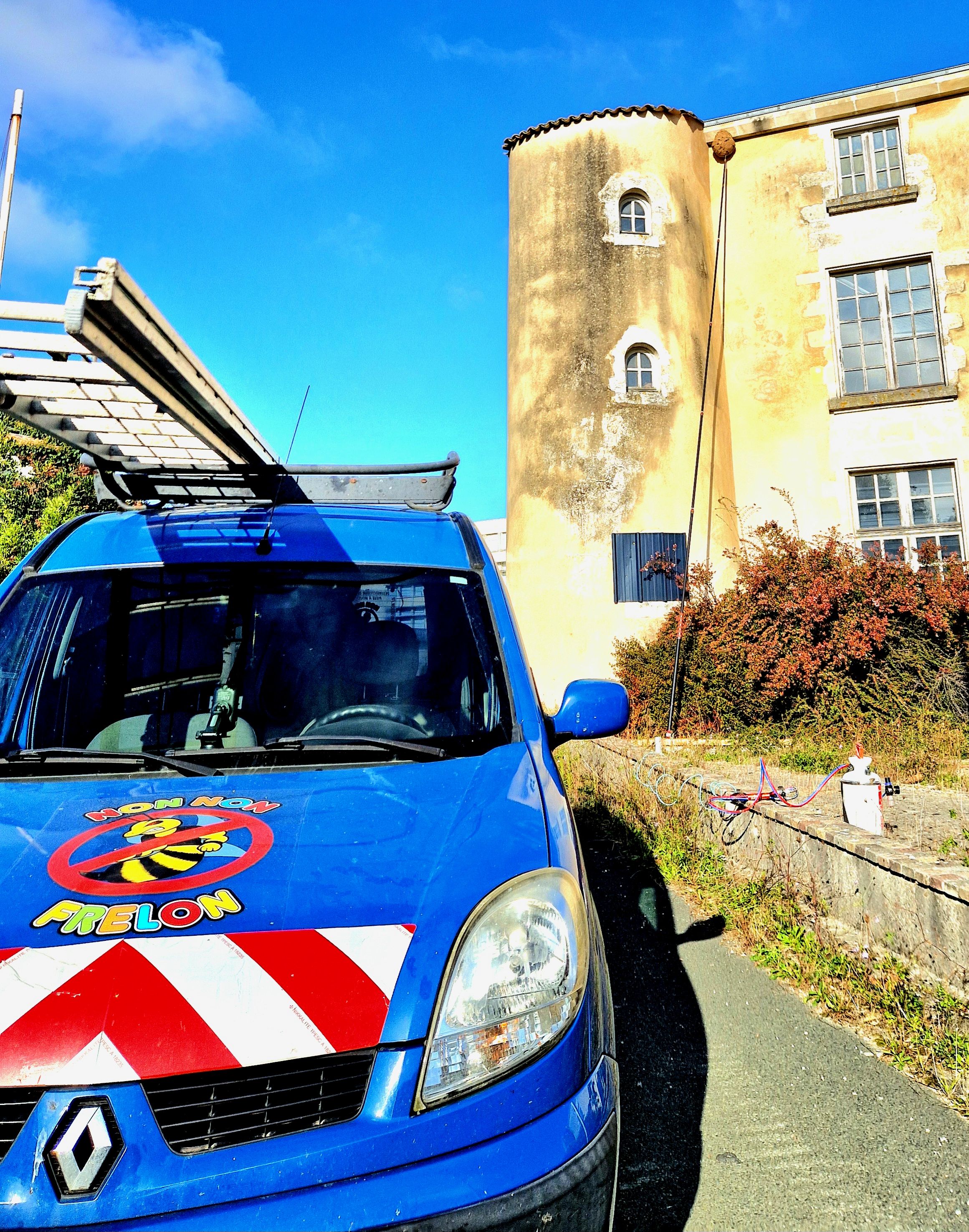 Nid de frelons asiatique à la Rochelle. Nid de frelons asiatique à la Rochelle.