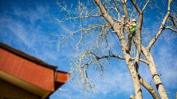 Images King Tree Service