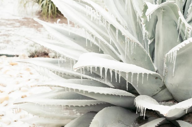 Images A Joy Story Photography