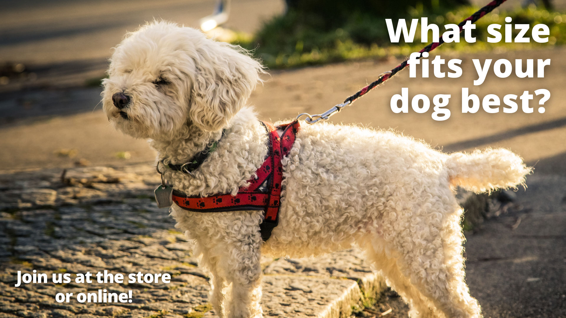 Pet Food Supply Store Granby CT Horses & Hounds