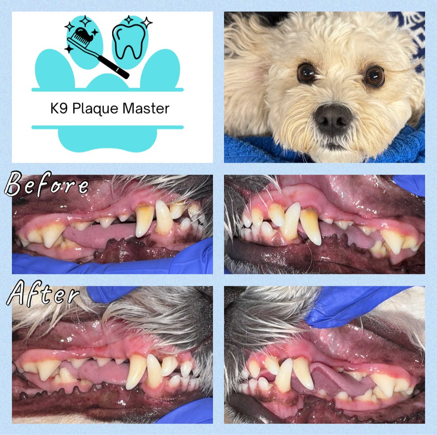 Images K9 Plaque Master Inc.