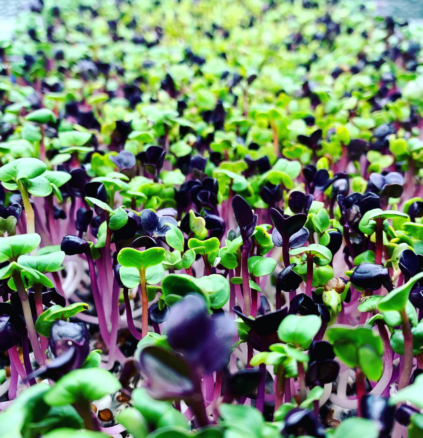 Morning Fresh Growers