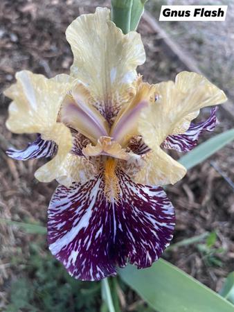Images Bloomer-Rang Iris Farm