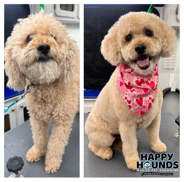 Images Happy Hounds Mobile Pet Grooming