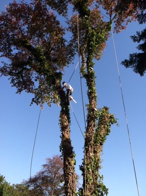 Images Affordable Tree Service Inc.