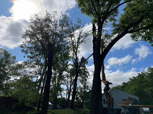 Images Yankee Tree Service