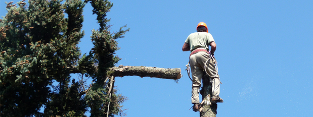 Images Darryl's Tree Service