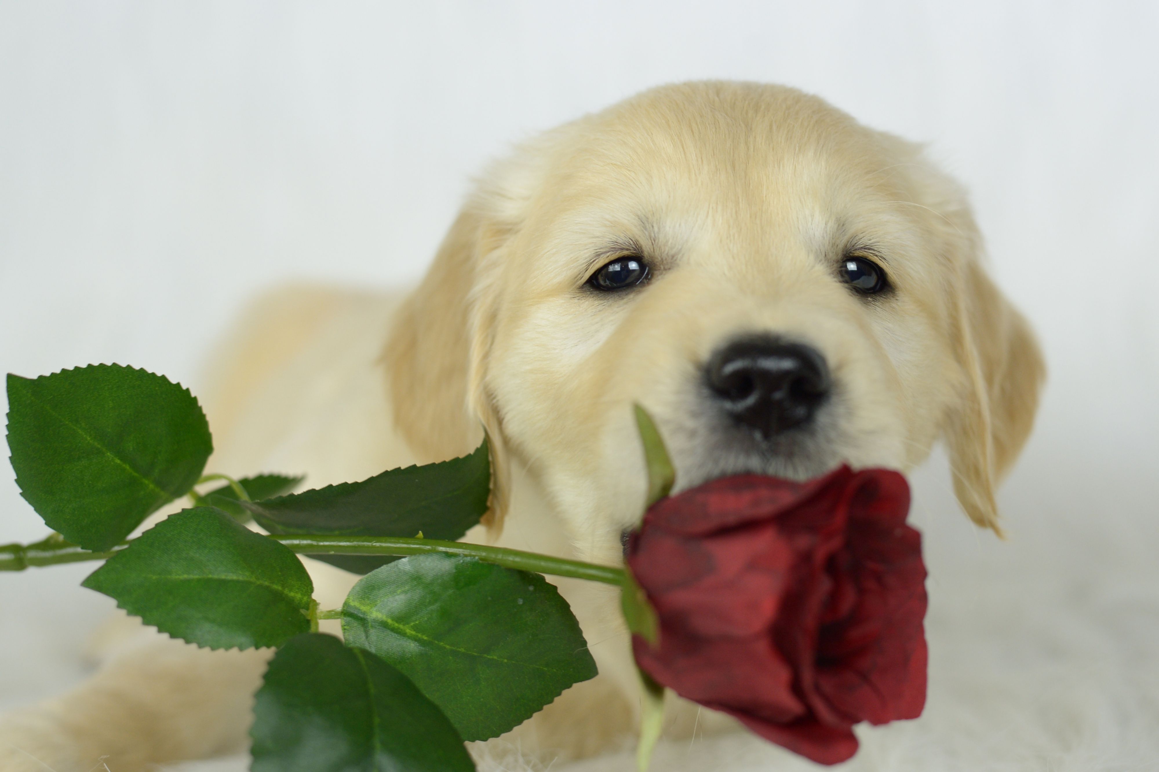 Bild 2 von DieHaustierSeite - Uschi Kasbauer