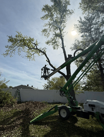 Images Mason Tree Service