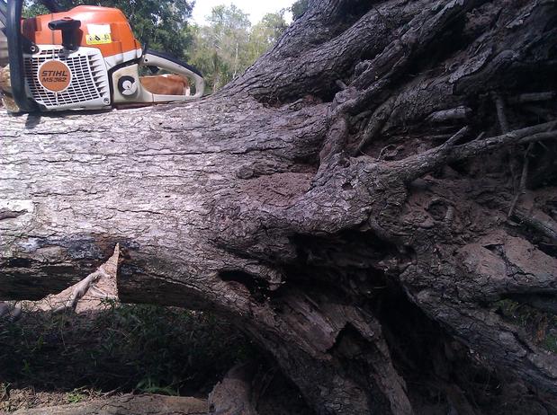 Images TNT Tree Service