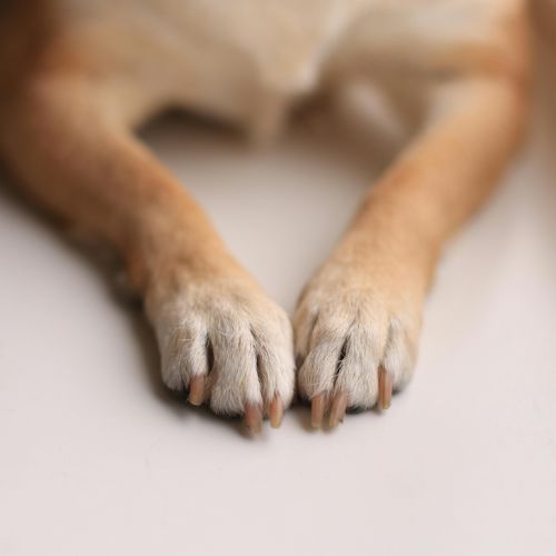 Images Shear Pawfection