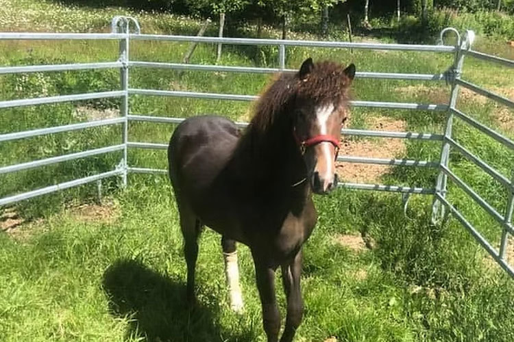 Images Biri Hesteklinikk