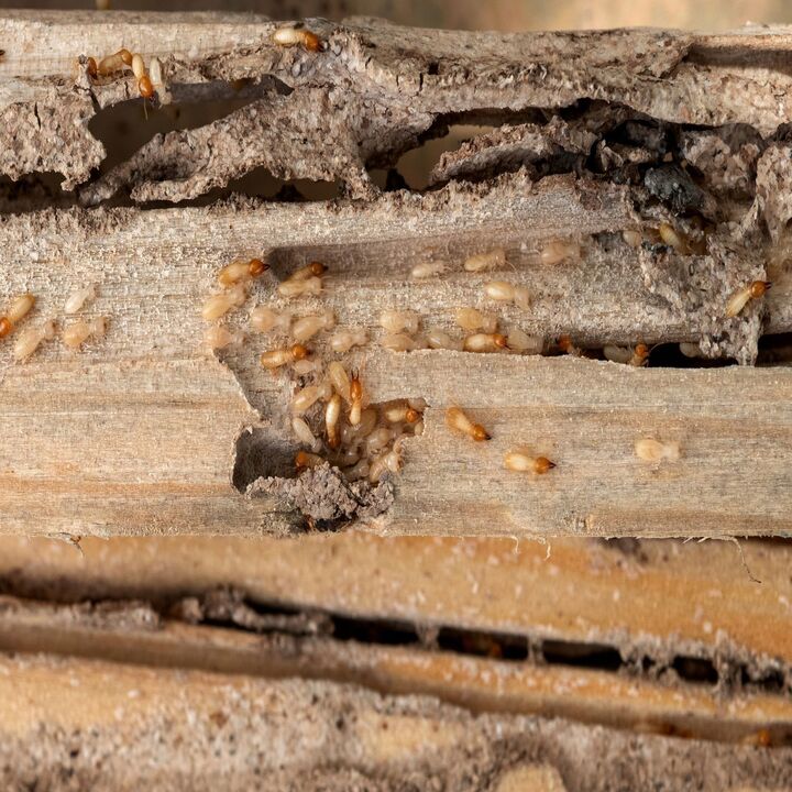 Images EnFocus Pest Prevention