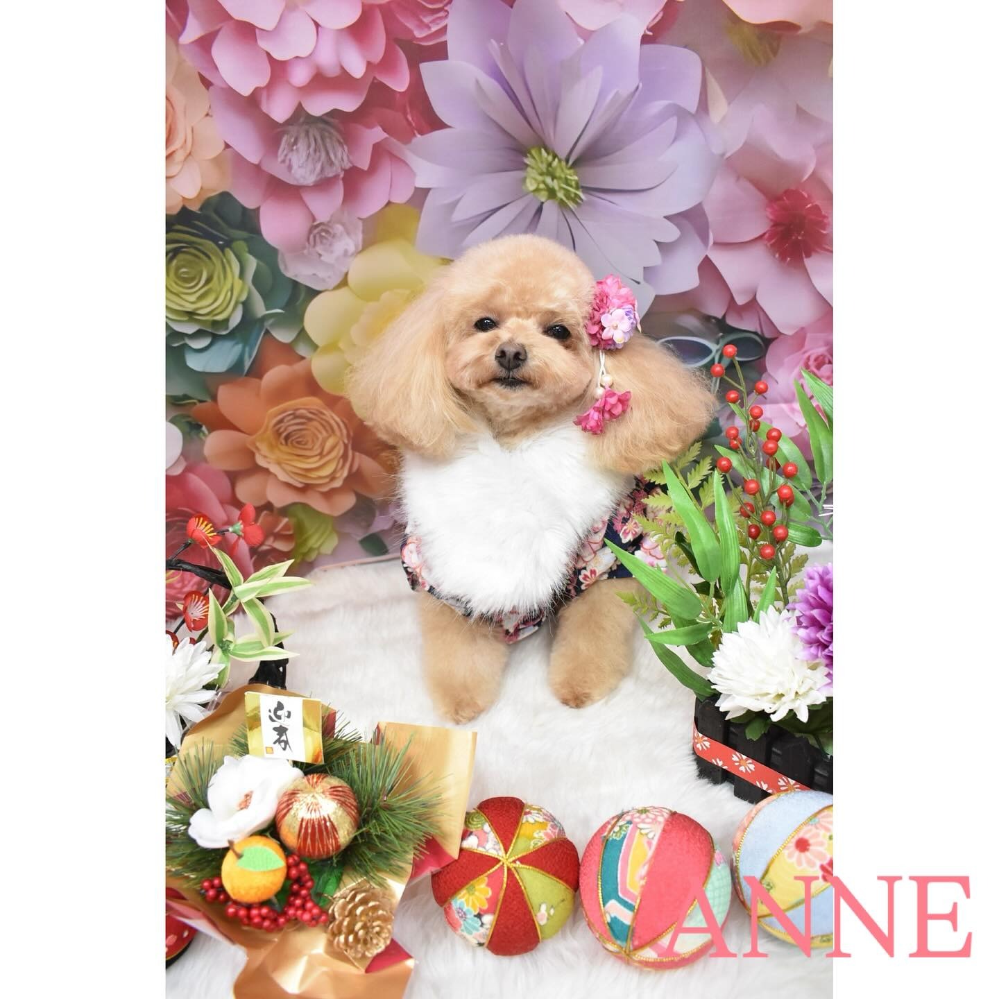 Images わんわんスタイルANNE