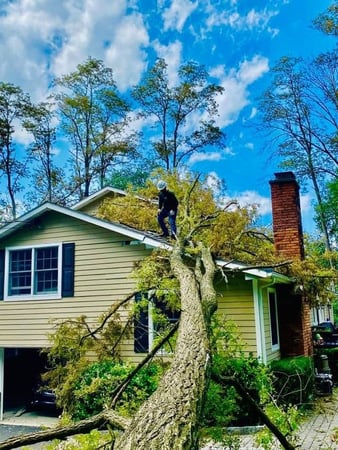 Images Green Outdoors Tree Service