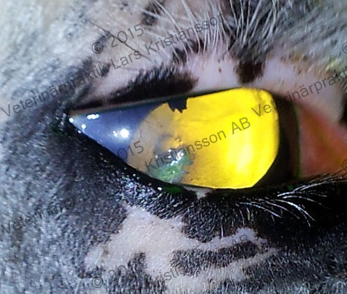 Images Veterinärpraktik Lars Kristiansson AB