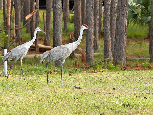 Images Thousand Trails Orlando