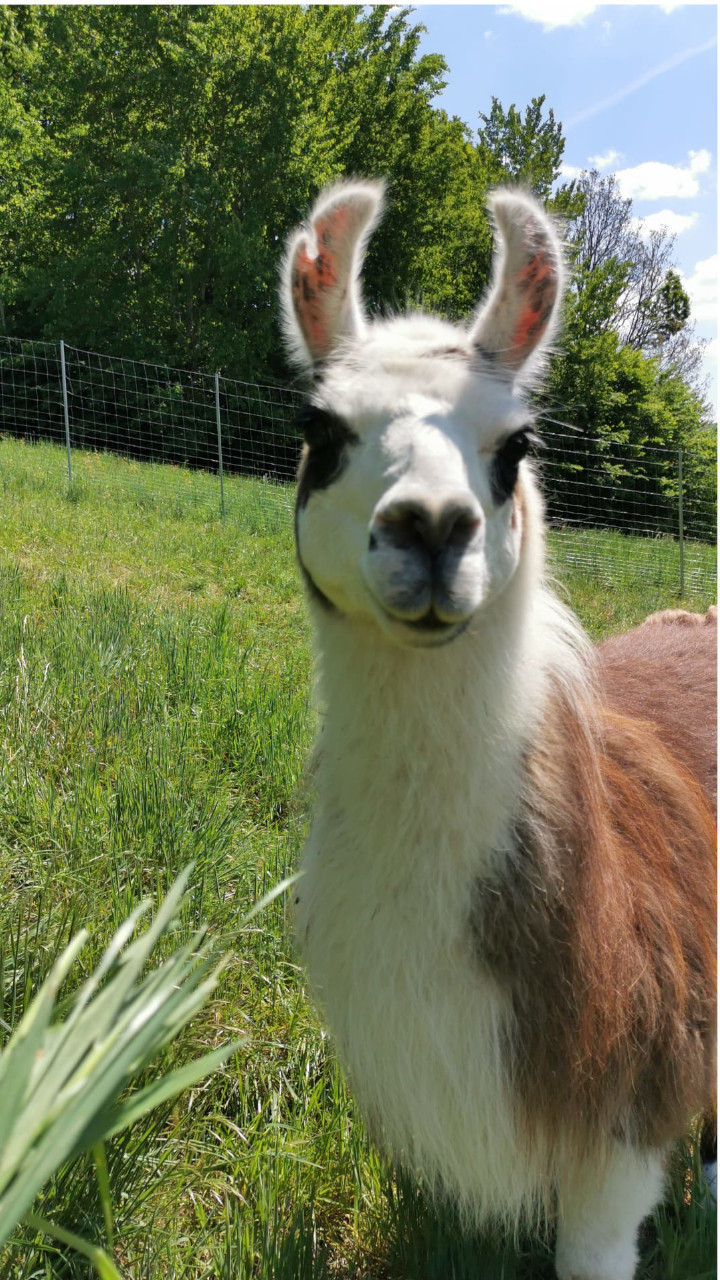 Bild 1 von Waldbad Alpakas - Alpaka Wanderung und Lama Wanderung