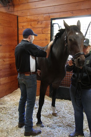 Images Advanced Equine of the Hudson Valley