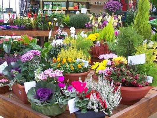 Images Floricoltura Ubbiali Geremia