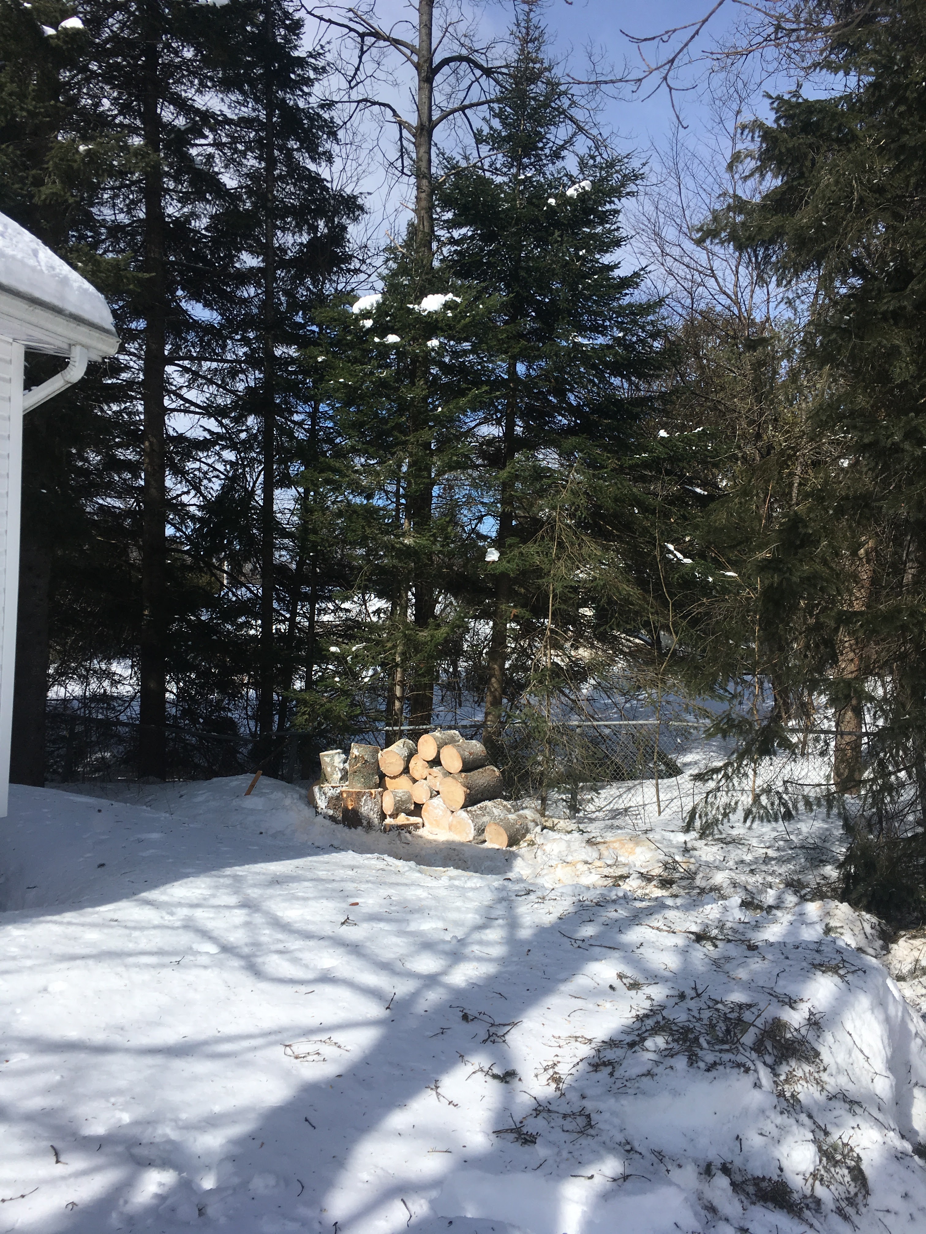 Images Élagage Frère d'Arbres