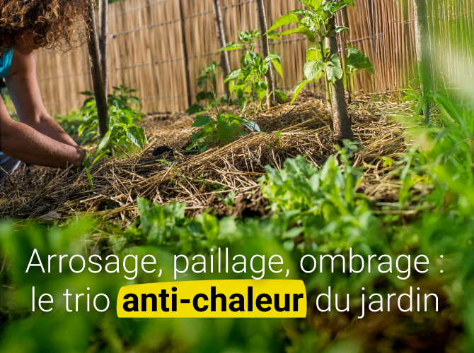 Solutions anti-chaleur jardin : arroser, pailler, ombrager