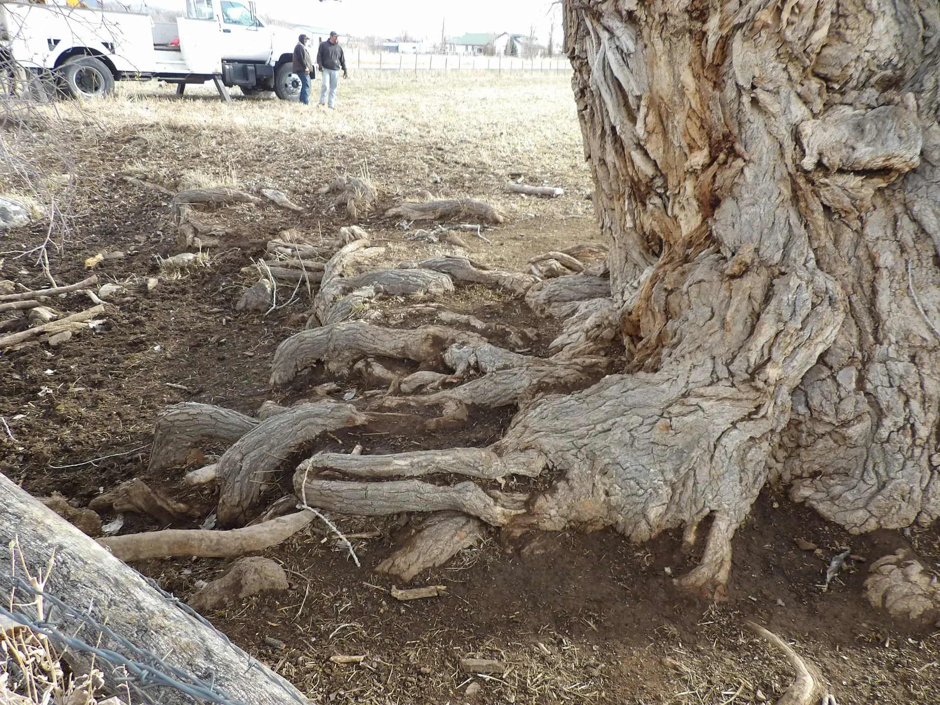 Rescue Tree Service Image