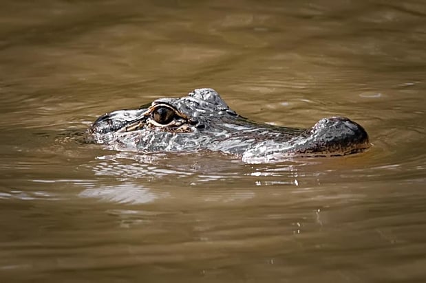Images Cajun Encounters Tour Company