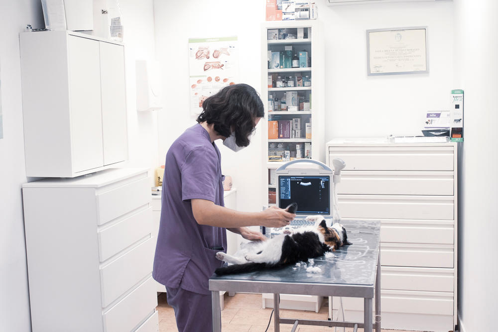 Images Clínica Veterinaria Doctor Waksman