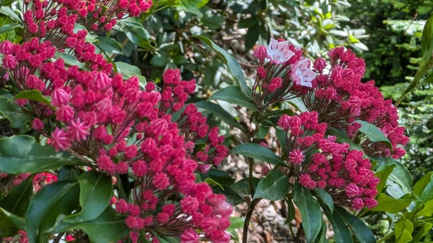 Images Impact Landscaping