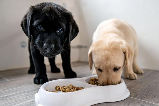 Images Melrose La Brea Animal Hospital