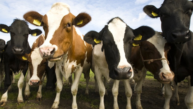 Images Bornholms Heste- & Kreaturforsikring G/S