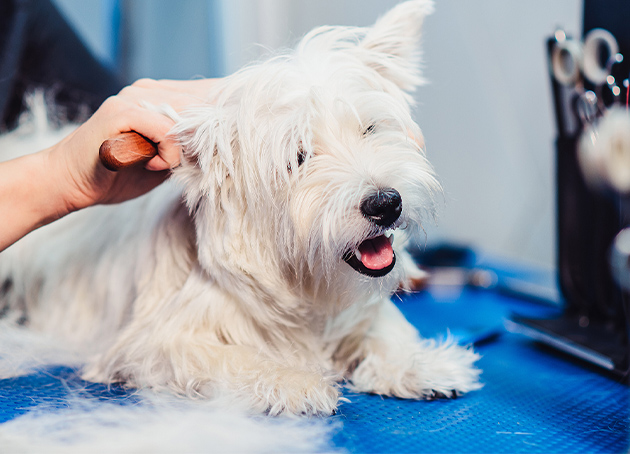 Images Dog Grooming Academy of Indianapolis