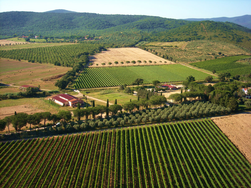 Images Azienda Vitivinicola Mustiaio