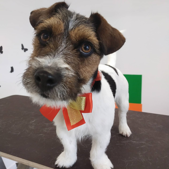 Images Braccobagno Bau Toelettatura