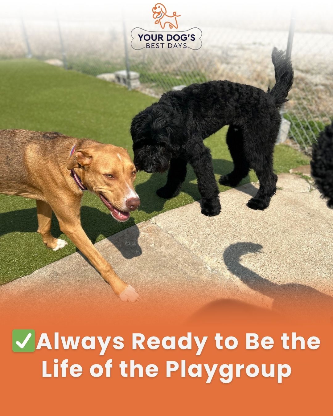 Dog daycare playgroup photo showing friendly dogs interacting and enjoying supervised group play.