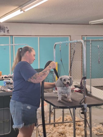 Images Pet Palace