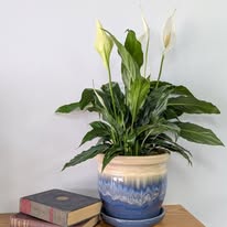 Images City Florist & Gift Shop