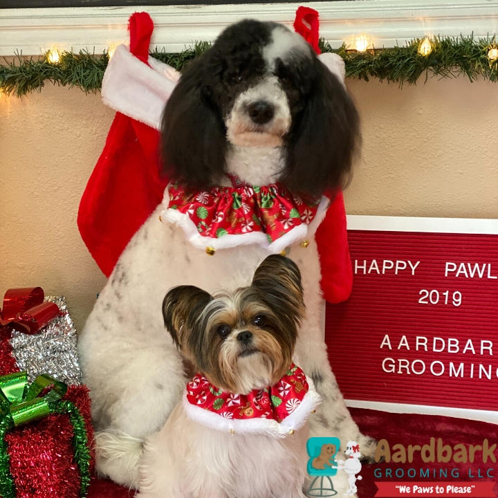 Aardbark Grooming Photo