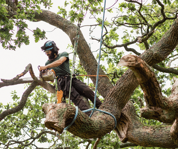 Images Good Fellers Tree Service