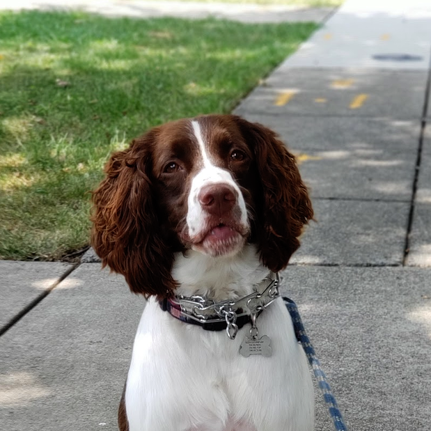 Images Danny's Pet Care LLC