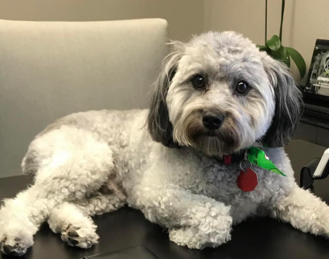 Today is National Dog Day! Celebrate with us by sharing a pic of your dog. Here’s our Zeke! He’s a m Jennifer Mabou - State Farm Insurance Agent Sulphur (337)527-0027