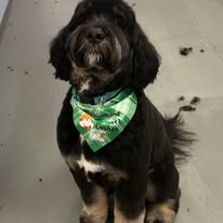 Lux Fur Pet Salon Image