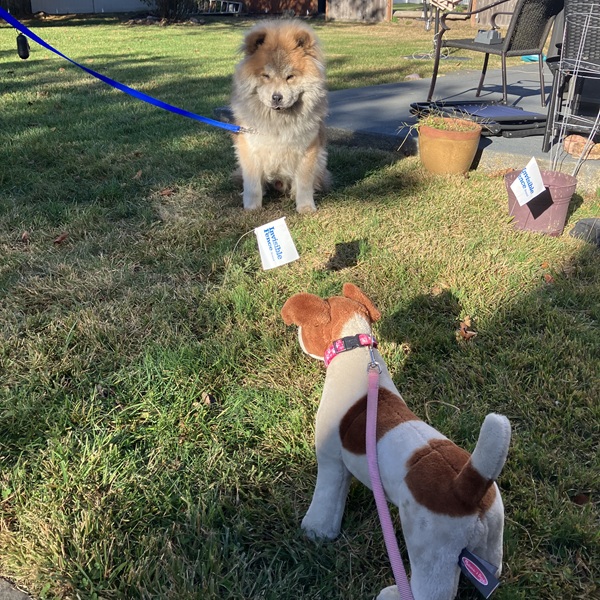 New Invisible Fence® trained dog in Columbia County, PA